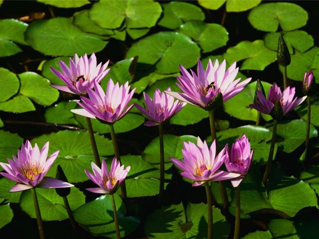 18755-Water lilies.jpg, 82 KB